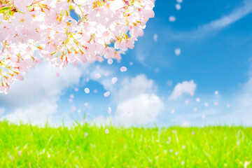 Obraz na płótnie Canvas 桜の花と草原