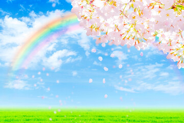 桜の花と草原_虹