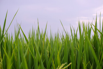 Fresh growing rice plants in farmer's field on green background in morning light