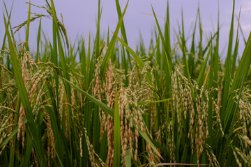 Fresh growing rice plants in farmer's field on green background in morning light