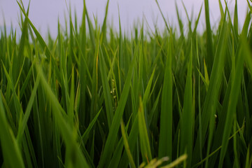 Fresh growing rice plants in farmer's field on green background in morning light