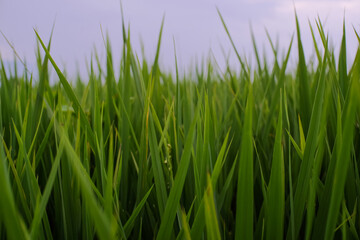 Fresh growing rice plants in farmer's field on green background in morning light