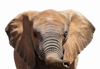 Fototapeta na wymiar Portrait of an elephant