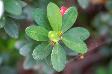 Euphorbia mili red with beautiful flowers in bloom. thorny red crown ornamental plant.Poi Sian tree.Poi Sian has the scientific name Euphorbia Milii Desmoul belonging to the family Euphorbiaceae