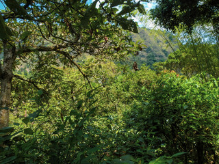 Cafetales de San Agustín: Un Lienzo de Verdes entre las Paredes del Cañón