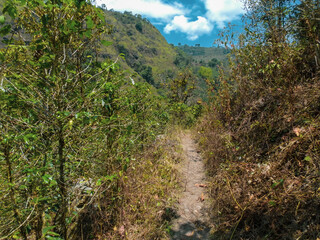 Fototapeta premium Cafetales de San Agustín: Un Lienzo de Verdes entre las Paredes del Cañón