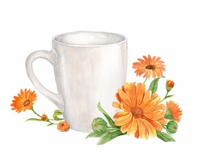 Calendula officinalis, watercolor illustration. Flower tea in a white mug. The concept of a therapeutic agent, homeopathic medicine, phytotherapy. Highlighted in white. Element for packaging design.