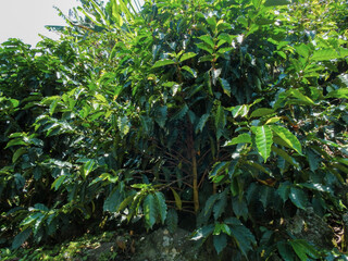 Cafetales de San Agustín: Un Lienzo de Verdes entre las Paredes del Cañón