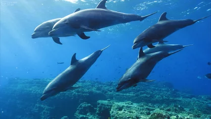 Foto op Canvas Nature ocean sea sharks dolphins sea turtles and the underwater world in all its glory © Баур Утешов