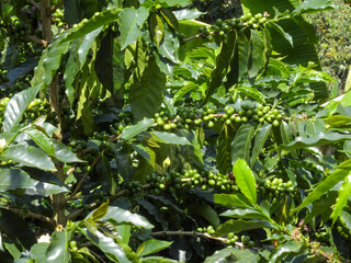 Cafetales de San Agustín: Un Lienzo de Verdes entre las Paredes del Cañón