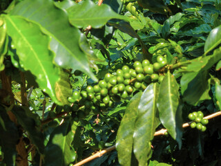 Cafetales de San Agust&iacute;n: Un Lienzo de Verdes entre las Paredes del Ca&ntilde;&oacute;n