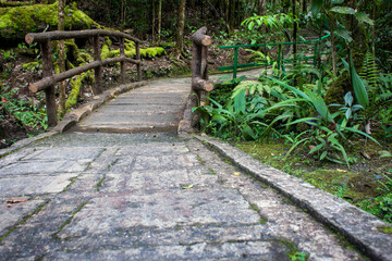 A trail used for trekking inside Kinabalu National Park, Sabah, Malaysia. A wooden bridge inside Kinabalu National Park, which is a UNESCO work heritage site.