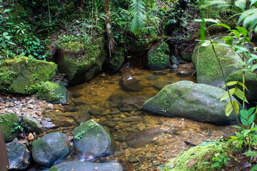 Water flowing in a stream along the Kinabalu National Park, Sabah, Malaysia