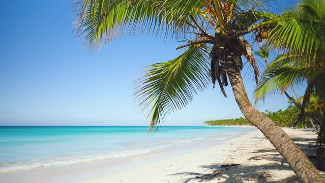 Background of palm trees on a tropical beach with white sand and blue sea on a summer sunny morning. Dominican Republic, Saona island, nobody, copy space. Journey to a tropical paradise.