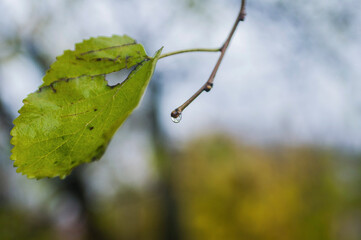 Yellow and green leaves, autumn landscape