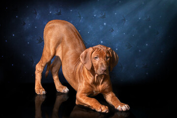 Beautiful rhodesian ridgeback livernose female in studio