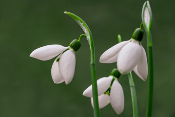 Fototapeta premium white snowdrop flowers Galanthus nivalis growth in snow. Beautiful spring natural green background. early spring season concept First flowers postcard march 8 forest spring sun bloom copy space 