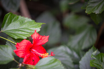 Vivid Red Hibiscus Flower