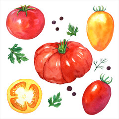 Watercolor tomatoes on a white background. Healthy and ripe fresh vegetables for cooking and decorating. A set of red and yellow tomatoes for the design of labels and dishes in the style of Provence.