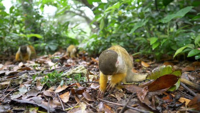 funny little monkey feeding in jungle forest, cute squirrel monkey in the wild, close up of an young ape in rainforest in Asia, funny baby monkey