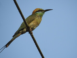 Blue-cheeked bee-eater sitting on reed