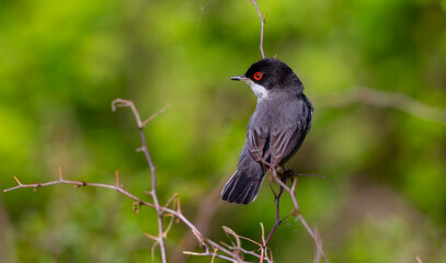 green background a wooded field a bird wearing a songbird, Sardinian Warbler, Sylvia melanocephala