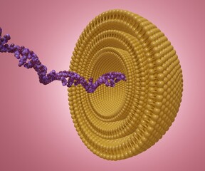 Isolated RNA strand inside of multi lamellar vesicle. genetic carrier and encapsulation 3d rendering