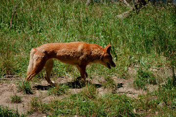 A dingo walking through the grass