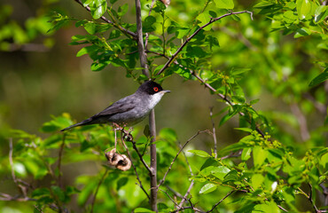 green background a wooded field a bird wearing a songbird, Sardinian Warbler, Sylvia melanocephala