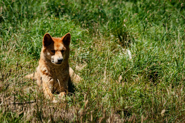 A dingo sitting in the grass looking