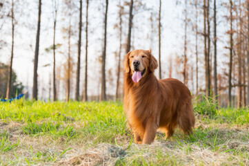 Golden Retriever on the grass in the countryside