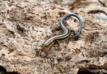 Japanese five-lined skink in the bark of a tree.