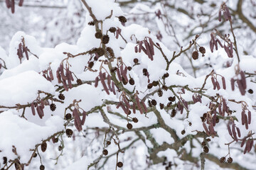 tree branch under snow