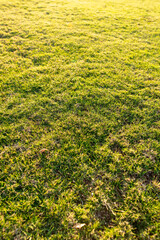 Green grass on the lawn as a background.