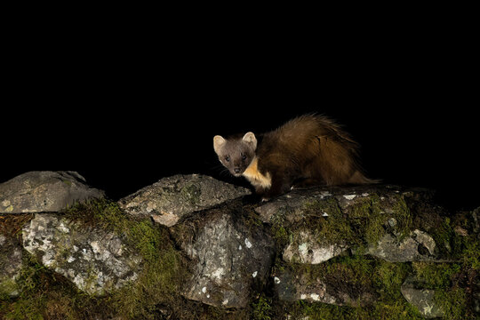 A close up image of a pine marten, Martes martes as it sits on top of a dry stone wall. Taken at night, it is facing the camera with a black background