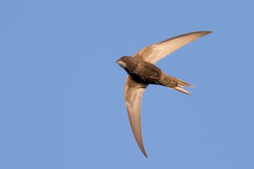 Swift in flight /Apodidae