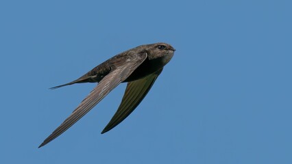 Swift in flight /Apodidae