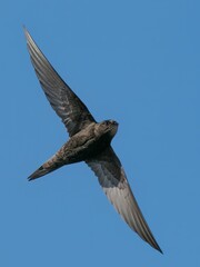 Swift in flight /Apodidae