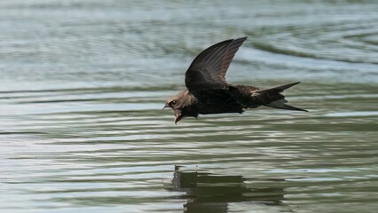 Swift in flight /Apodidae