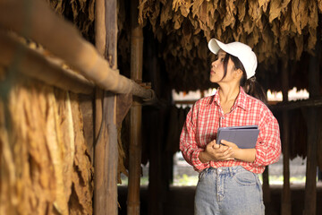 Farmer utilize the core data network in the Internet from the computer tablet to validate,test,and looks and controls dry tobacco leaf hanging in the dryer or barn. Young farmers and tobacco farming.