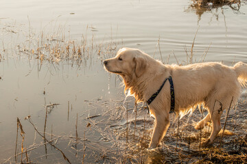 pies, aporter, golden retriever, złota, domowych, zwierzak, psinka, labrador, biała, bystra, canino, woda, przyjaciel, rasa, portret, ssak, rodowód, lato, domowy, psinka, charakter, młoda, gras,  © Krzysztof  Jaworski