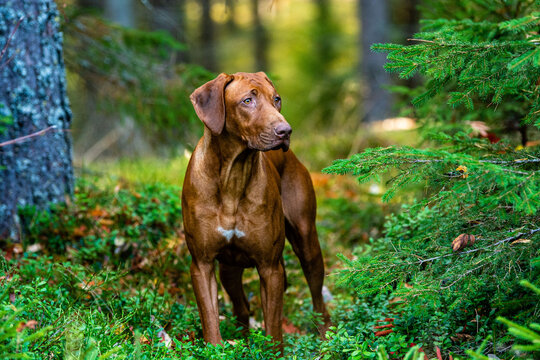 cute brown rhodesian ridgeback dog in the forest in the summer
