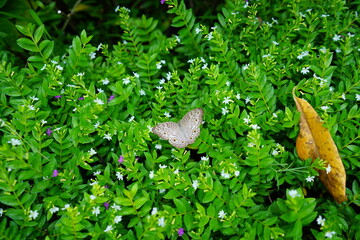A beautiful butterfly is sucking pollen from a Pratia peduculata flower