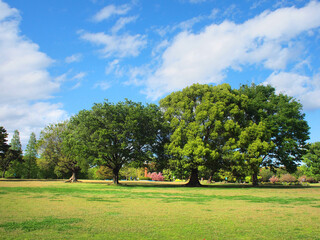 公園の木と青空