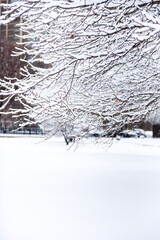 Frozen tree during winter season