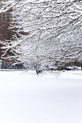 Frozen tree during winter season