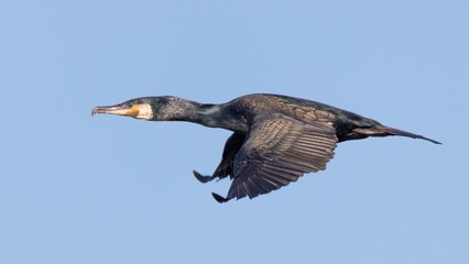 Cormorant /Phalacrocoracidae