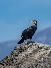 Cormorant /Phalacrocoracidae