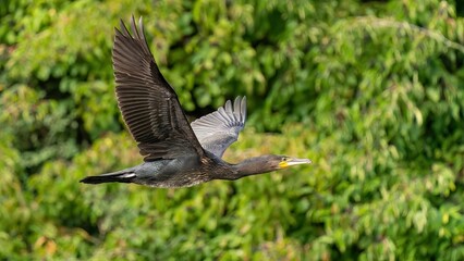Cormorant /Phalacrocoracidae