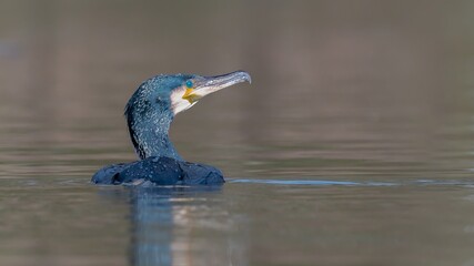 Cormorant /Phalacrocoracidae